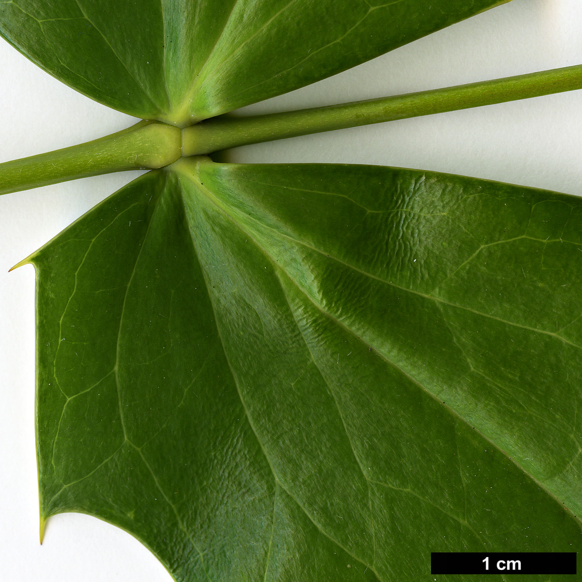 High resolution image: Family: Berberidaceae - Genus: Mahonia - Taxon: ×lindsayae - SpeciesSub: 'Cantab' (M.japonica × M.siamensis)